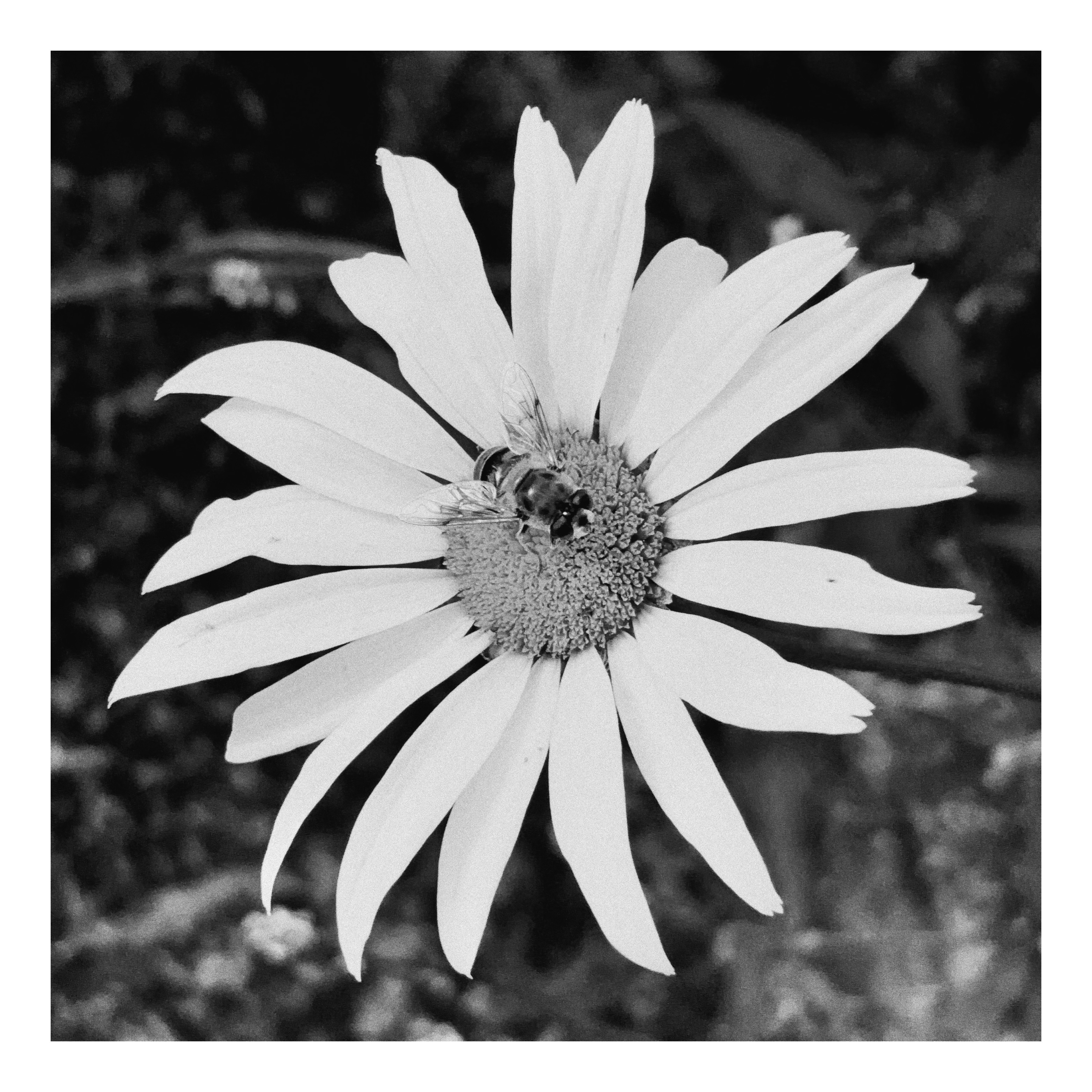 Editorial — full image